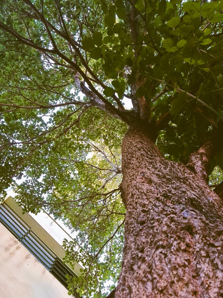 Árvore vista de baixo para cima